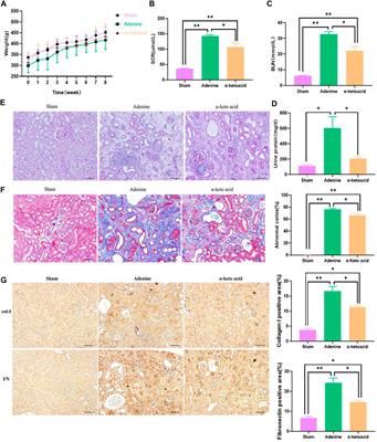 Microbiome-Metabolomics Analysis Reveals the Protection Mechanism of α-Ketoacid on Adenine-Induced Chronic Kidney Disease in Rats